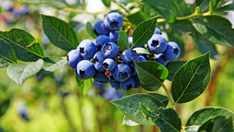 Heidelbeeren
