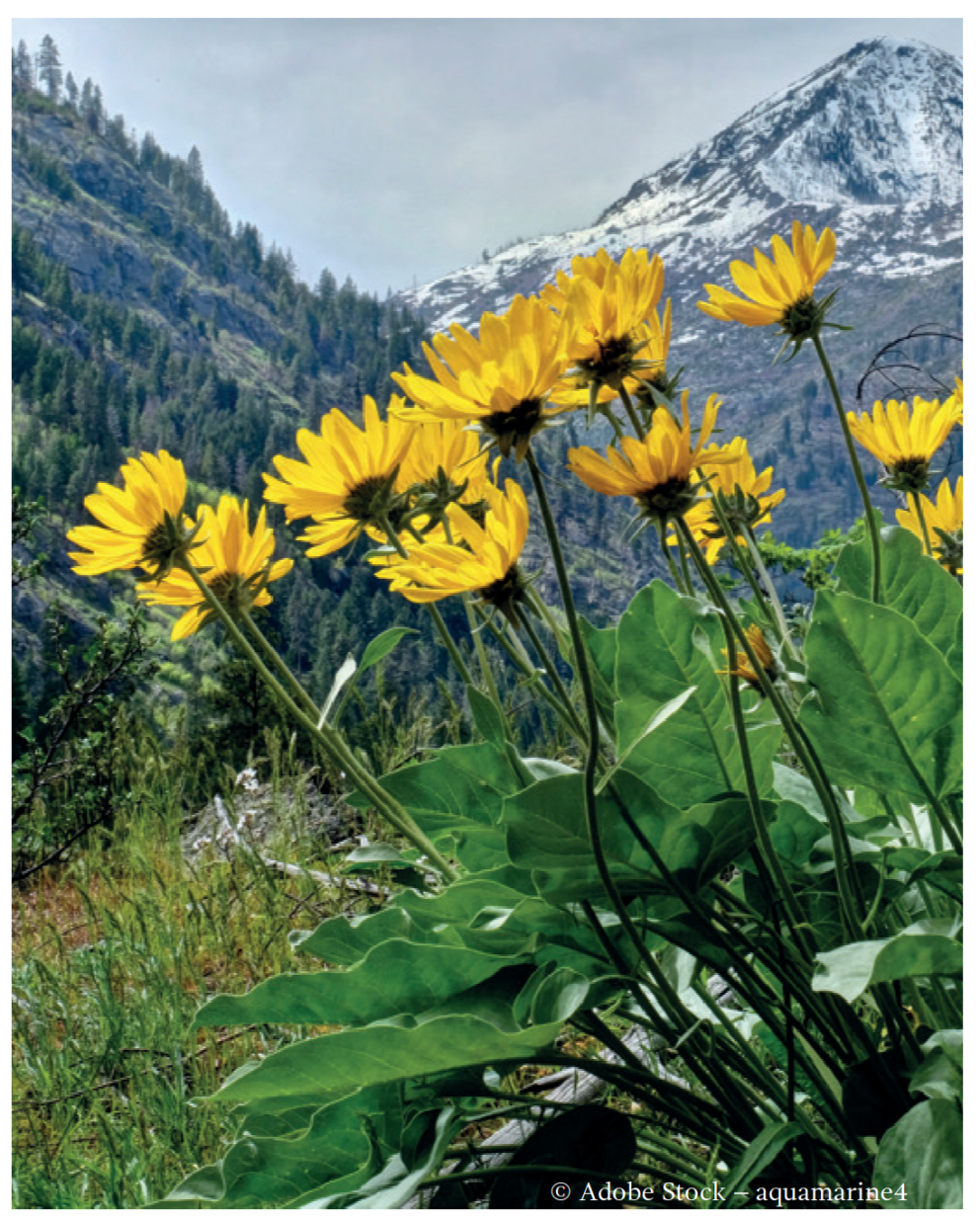 Arnica