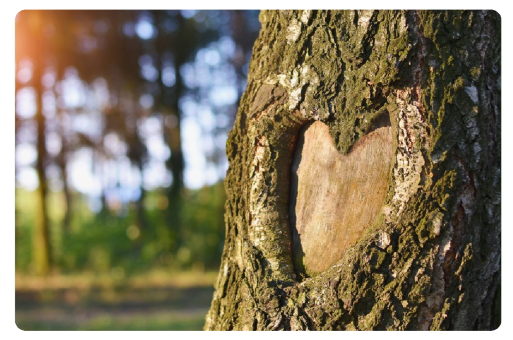Baum