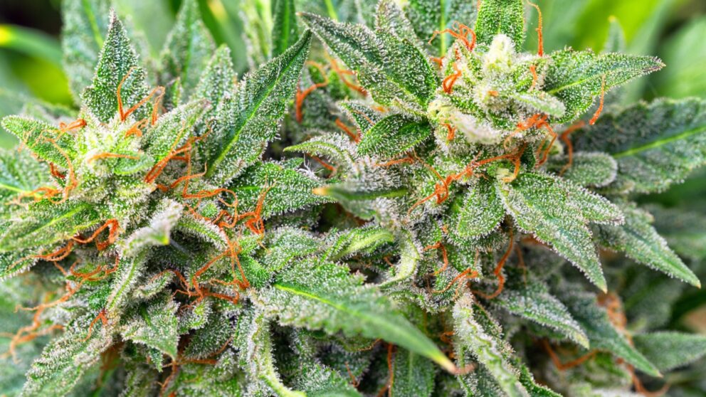 Cannabis