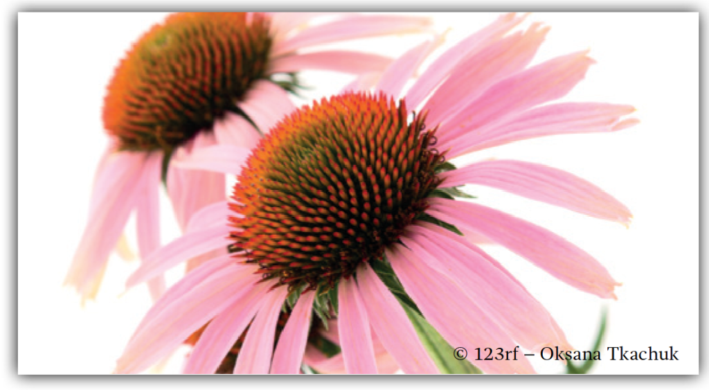 Echinacea