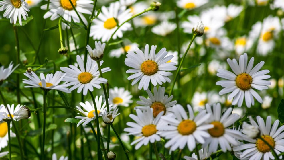 Gänseblümchen
