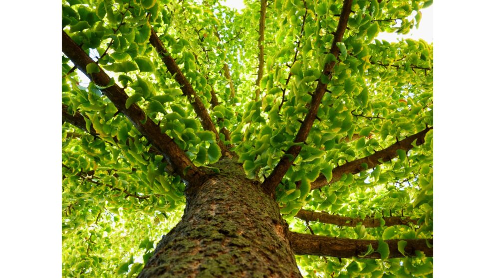 Ginkgobaum