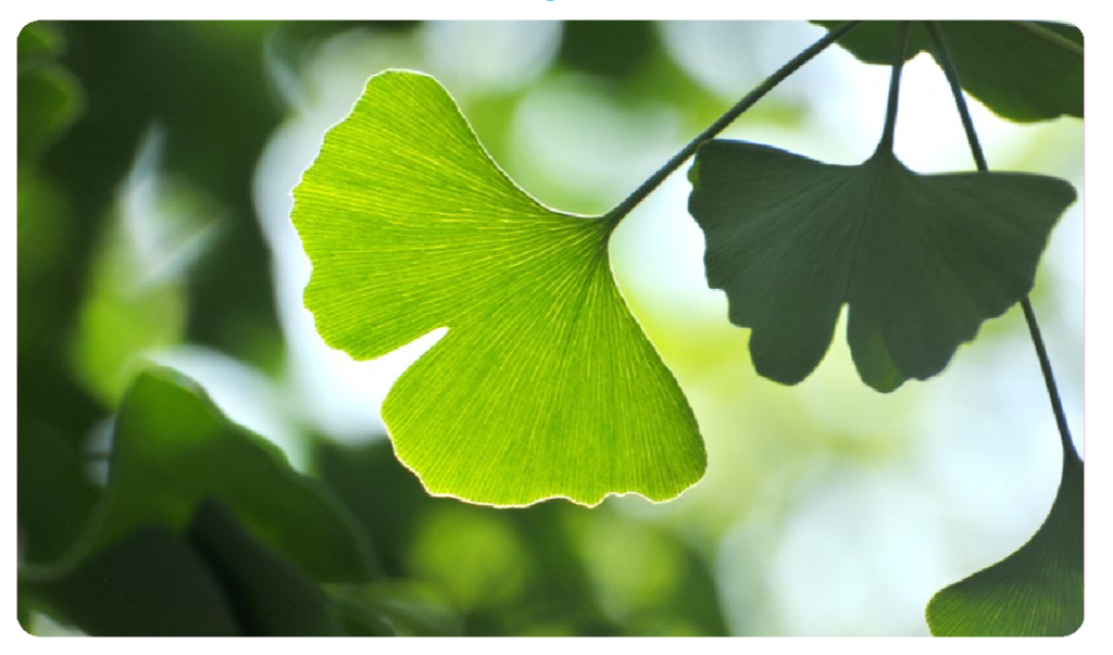 Ginko