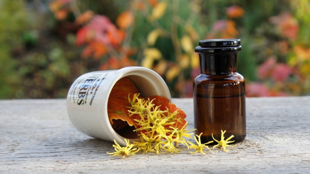 Hamamelis