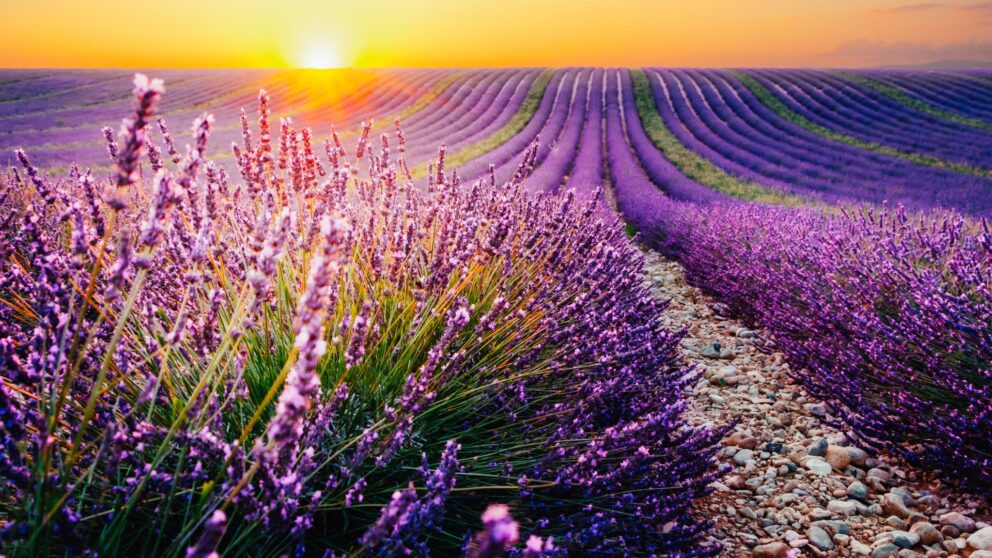Lavendel