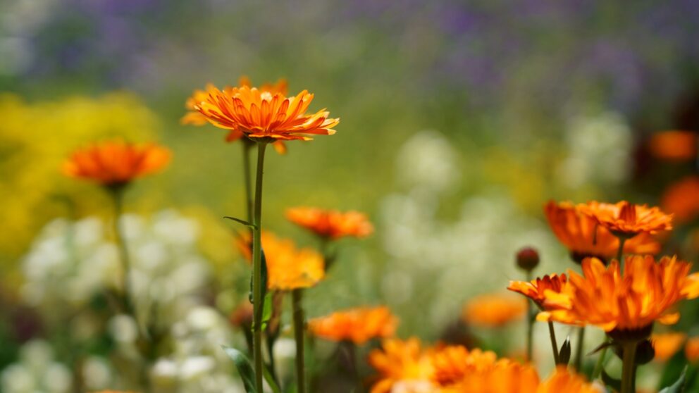 Ringelblume