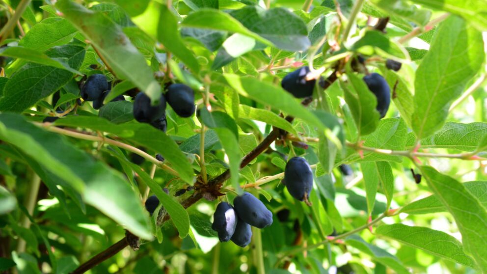 Blaue Heckenkirsche