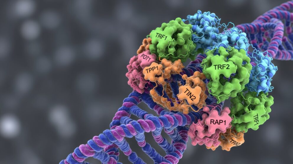 DNA und Proteine