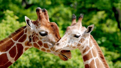 Giraffe
