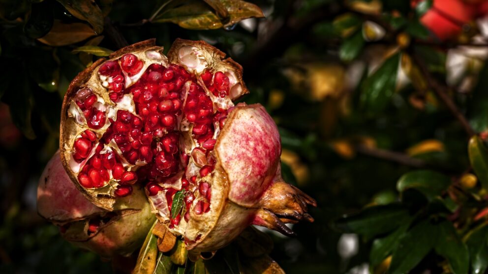 Granatapfel