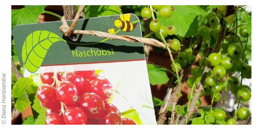 Naschobst