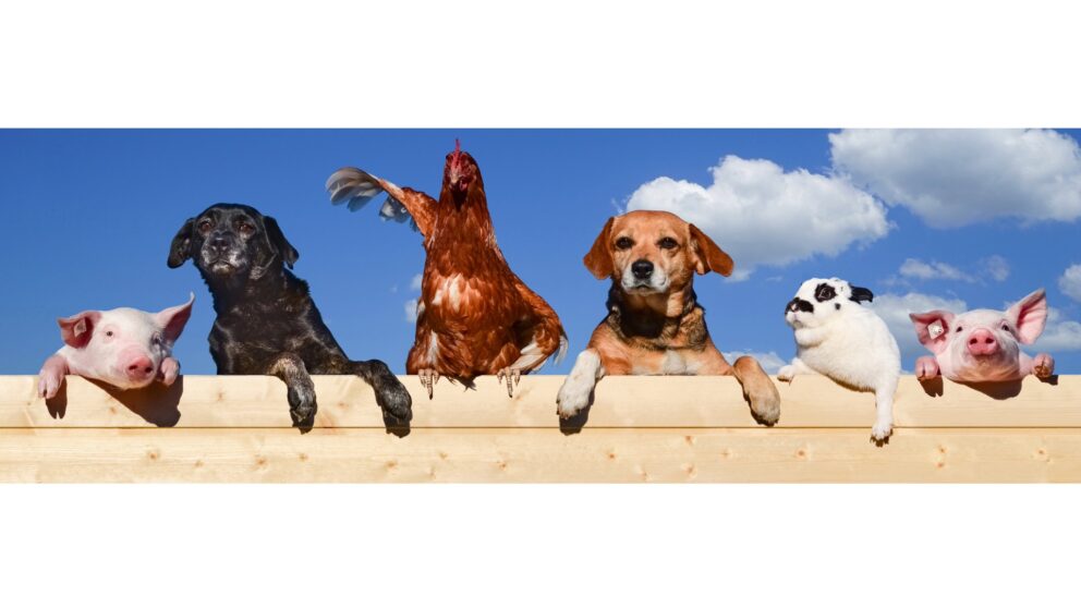 Tiere