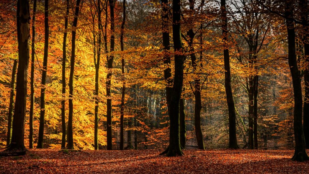 Waldspaziergang