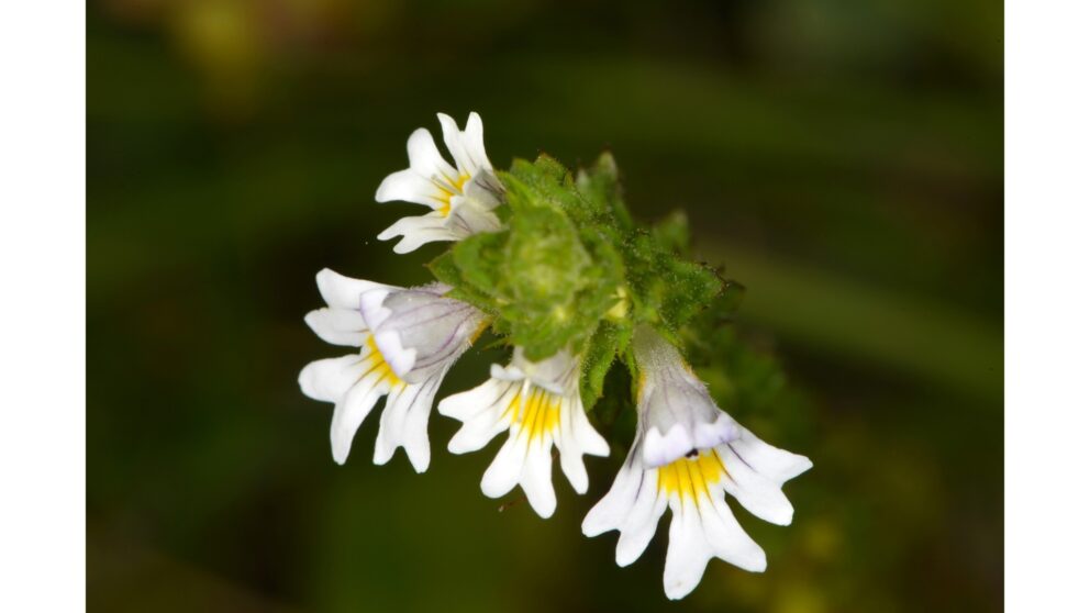 So lindern Sie müde, trockene und entzündete Augen ganz natürlich