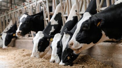 7 Gründe, warum Sie keine Milch trinken sollten!
