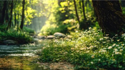 Waldbaden verbessert den Blutzucker