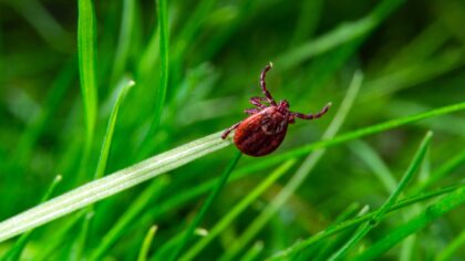 So können Sie eine Infektion mit Borreliose natürlich bekämpfen