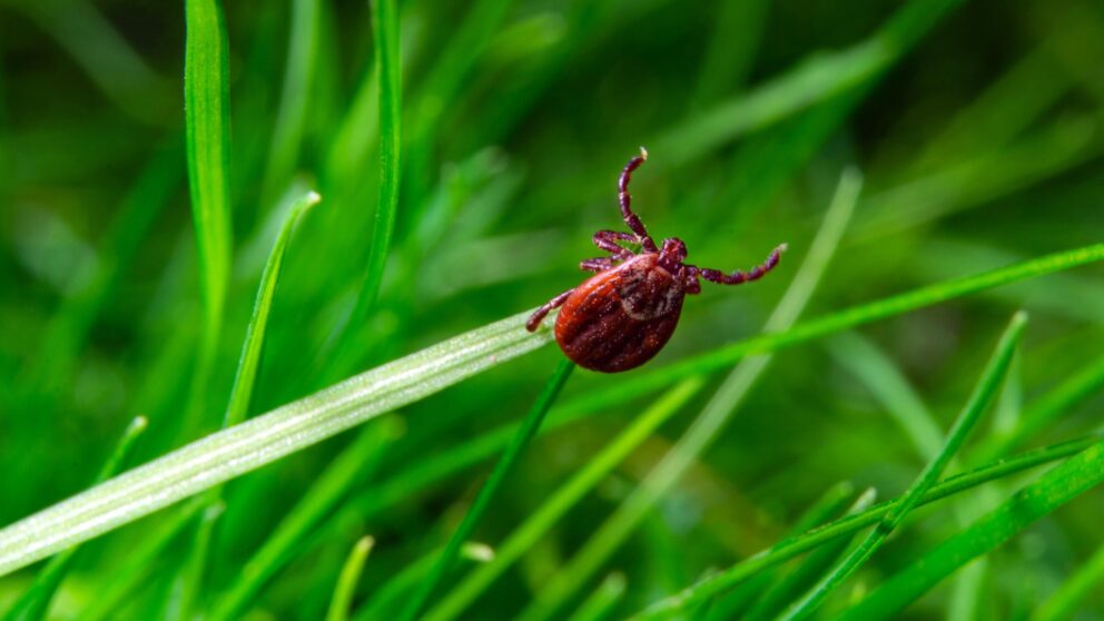 So können Sie eine Infektion mit Borreliose natürlich bekämpfen
